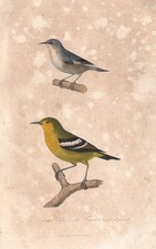 FLYCATCHERS. Blue & Yellow bellied Flycatchers; Reed Warbler. BUFFON 1837