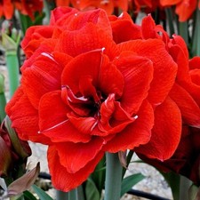 Amaryllis Hippeastrum Red Double Large Blooms. 12 Cm Pot. Large Bulb No Flowers 