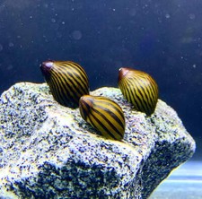 Zebra Nerite Snails