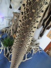 BULL snake skin snake hide DRY tanned bow wrap blanks snake art NICE 65 IN. K4