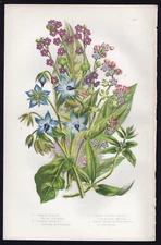 1889 Anne Pratt Antique Color Print Common Borage, Hound's Tongue & Madwort