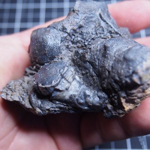 294gr Rugosa, Tabulata Czech Fossil Coral Devonian 1539 - Picture 15 of 22