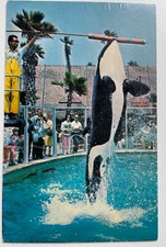1968 Shamu Killer Whale Sea World Show Postcard San Diego California CA