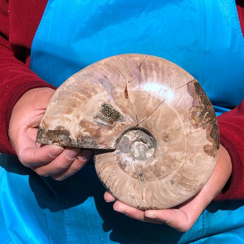 2pieces 5.06LB Rare Polishing Natural Conch fossil Specimens from Madagascar 382 - 第 13/16 張圖片