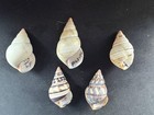 #W Lot of 5 Liguus Fasciatus all Pinecrest #1/#1a 38-47mm land snail shells — photo 2
