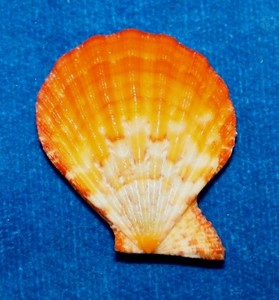Seashell Orange pecten semipallium dianae Okinawa 32mm F+ #S-21
