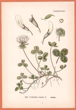 White Clover Trifolium repens Creep Clover THOME Lithograph 1890