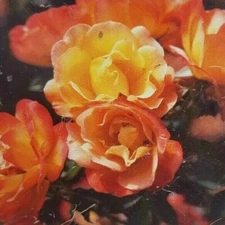 Climbing Pinata 1 gal Yellow Vermillon Live Bush Plants Shrub Plant Fine Roses