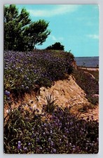Lake Whitney Texas Bluebonnet State Flower Vtg TX Postcard Scenic View Unposted