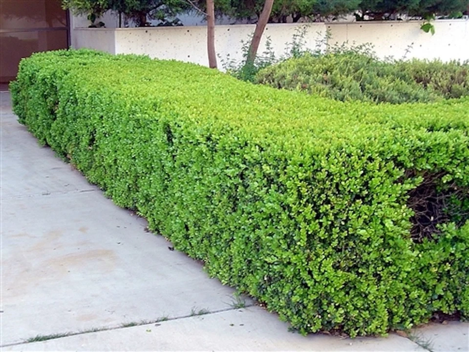 10 Japanese Boxwood Hedge - Buxus microphylla var. japonica - Starter Plug - Image 2 of 4
