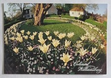 Postcard....Tulips at Orlando Jones House in Colonial Williamsburg, Virginia 4x6