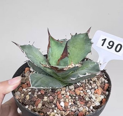 1pcs Pot 14cm  Agave titanota White rhinoceros New Random Boutique Garden