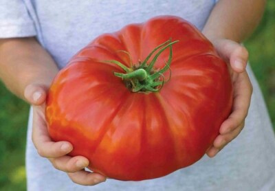 Tomato seёds, 1500 Tomato King of Giant seёds, heirloom organic SW440+TRACK  