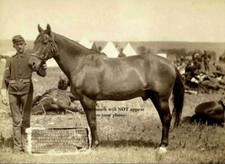 Last Battle Survivor Comanche Horse PHOTO George Custer Battle of Little Bighorn