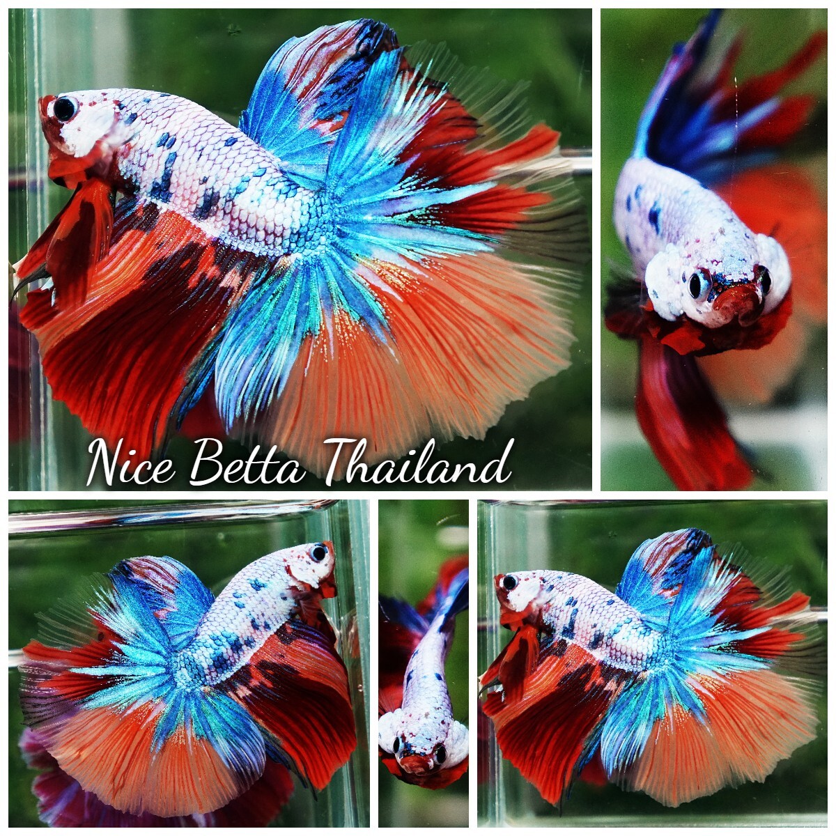 Betta Fish - OHM Multicolor Candy Rainbow - By Nice Betta Thailand