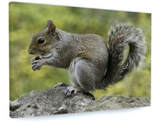 GREY SQUIRREL ANIMAL NATURE CANVAS PICTURE PRINT FRAMED WALL ART