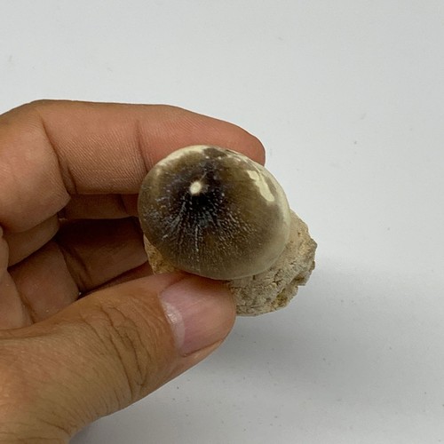 46.9g, 2.5"X1.4"x1" Fossil Globidens phosphaticus (Mosasaur ) Tooth, Cretaceous, - Picture 5 of 12