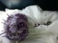 texas_winter_rose