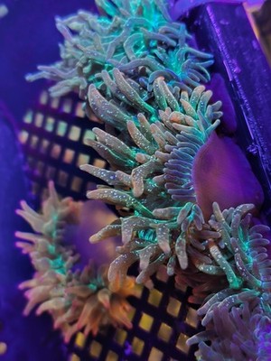 Watermelon Galaxy Bubble Tip Anemone - RBTA 3-5'' Live Coral Captive Bred