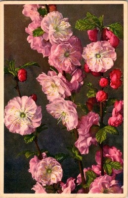Vintage Prunus Triloba Pink Blossom Botanical Postcard Printed in Switzerland