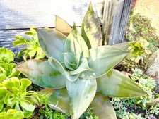 Aloe Striata (Coral Aloe) Live Succulent Plant - 4” Grow Pot