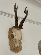 Unusual Antlers of a Roe Deer 466 Mounted Real Taxidermy  horns skull