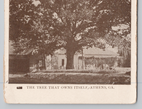 Athens GA Looking Southeast Two-Sided Postcard Tree That Owns Itself c. 1907 - Picture 6 of 8