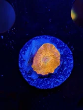 TNTcoral Jawbreaker Mushroom-WYSIWYG-Frag-Live Coral-LPS-SPS-ZOA