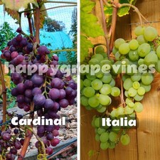 16 Grapevine Cuttings - Table Eating Varieties - Cardinal, Italia, Black Muscat