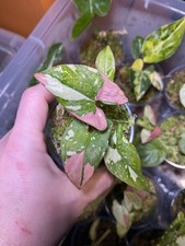 Rare Syngonium Red Spot Tricolour Variegated