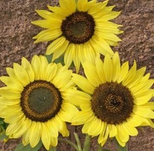 50+ Lemon Queen Sunflower Seeds **Fresh Seeds** ~~Free Shipping~~