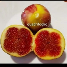 1 P. Quadrifoglio CUTTING , NOT ROOTED.