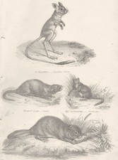 RODENTIA.Aegyptius-Egyptian Jerboa;Myopots Coypu;Dormouse;Fiber-Beaver 1880