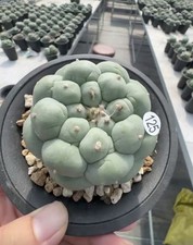 Sale 6.8cm  Rare Cacti 'Ooibo' L F WYSIWYG Self Rooted Garden Boutique Decor