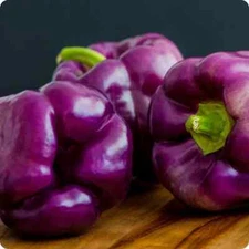 Lilac Purple Sweet Bell Pepper Seeds (25) / ORGANIC / FLORIDA GROWN 