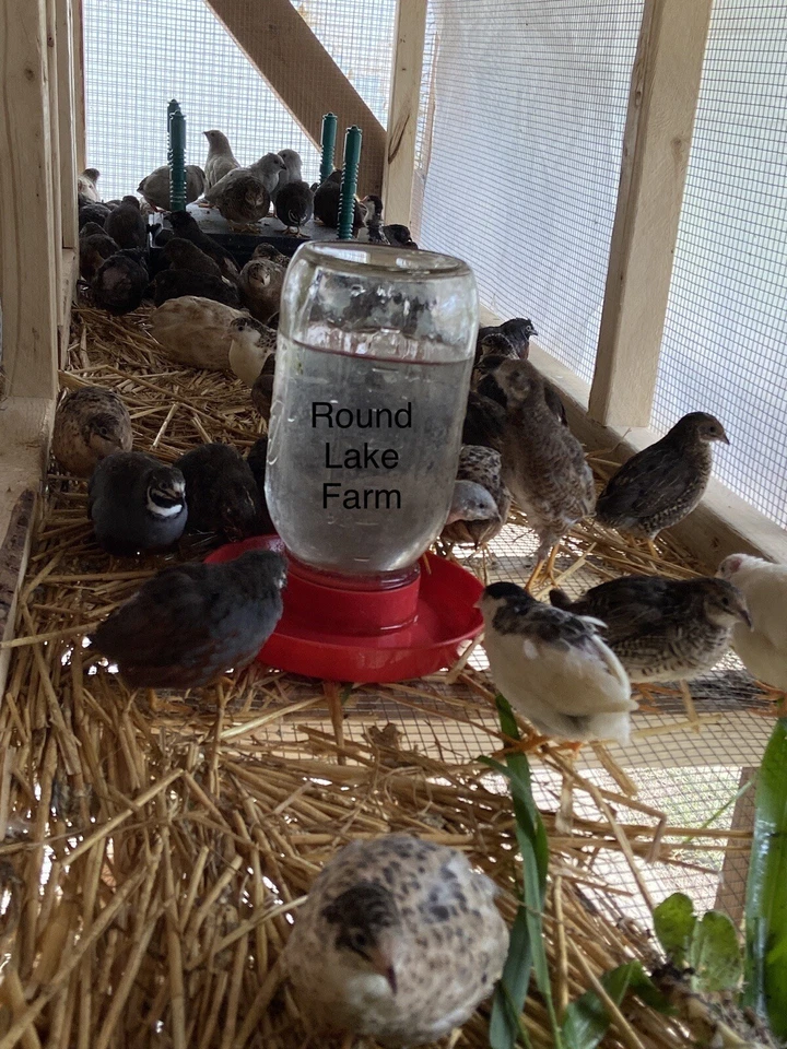 Huevos para incubar codorniz botón - 24 - Variedad de colores - Enviados en espuma Foto 3 de 4