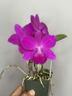 Compact Cattleya Slc. Mahalo Jack -SVO 11389 — photo 1