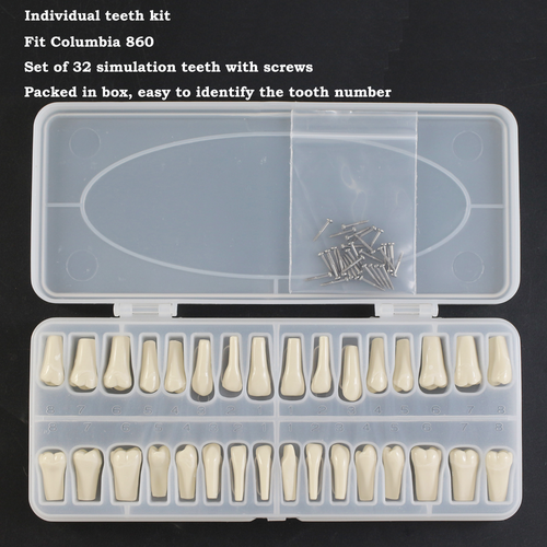 Columbia Dentoform 860 Dental Typodont Modelo Dientes Extraíbles 32 piezas Poste de Montaje - Imagen 46 de 77