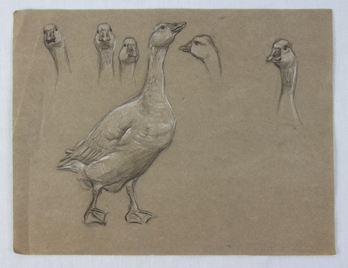 FARM animals Richard Henry BROCK original sketches on 10 sheets CAMBRIDGE artist - Picture 13 of 20