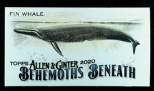 2020 Topps Allen & Ginter Fin Whale #MGB-3 BASEBALL CARD Mini Behemoths Beneath