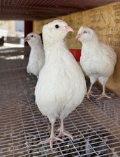 12 Fertile Coturnix Quail Eggs English White  Speckled  3 Celadon