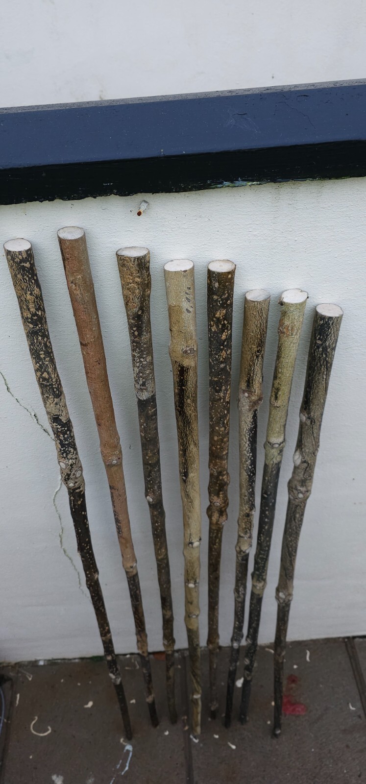 8 holly walking stick shanks 28ml to 25ml 50in to 46in in length eBay