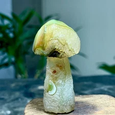 32G Top natural Gobi agate eye agate/stone carved mushroom Madagascar