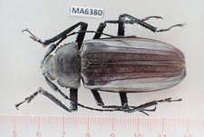 MA6380. Unmounted insect: Cerambycidae sp. Jayapura, Indonesia!!!!!!!!!