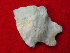INDIANA GREEN BIFURCATES 1-3/8" ILLINOIS Authentic Indian Artifacts — photo 5