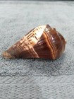 Hand Carved Sea Horse On Sea Shell — photo 4
