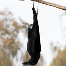 17 Inch Realistic Hanging Dead Crows Decoy Life Size Feathered Crow for Garden