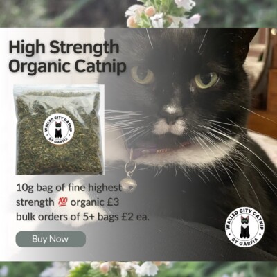 KATZENMINZE - ummauerte Stadtkatzenminze - 100 % Bio feine Mischung Katzenminze - 10 g Beutel