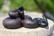 3.7'' Natural Garnet Carved Snake Reiki Crystal gift decor crystal Heal gift 1pc