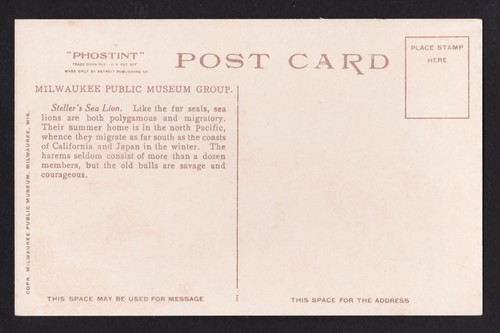c1925 Milwaukee Museum art Steller's Sea Lion postcard - Picture 2 of 2